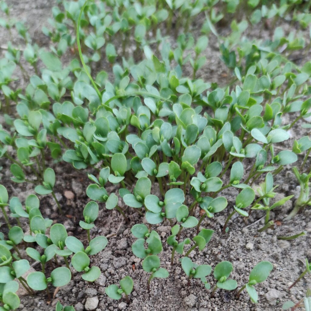 Aufgegangenes Saatgut vom Flachs