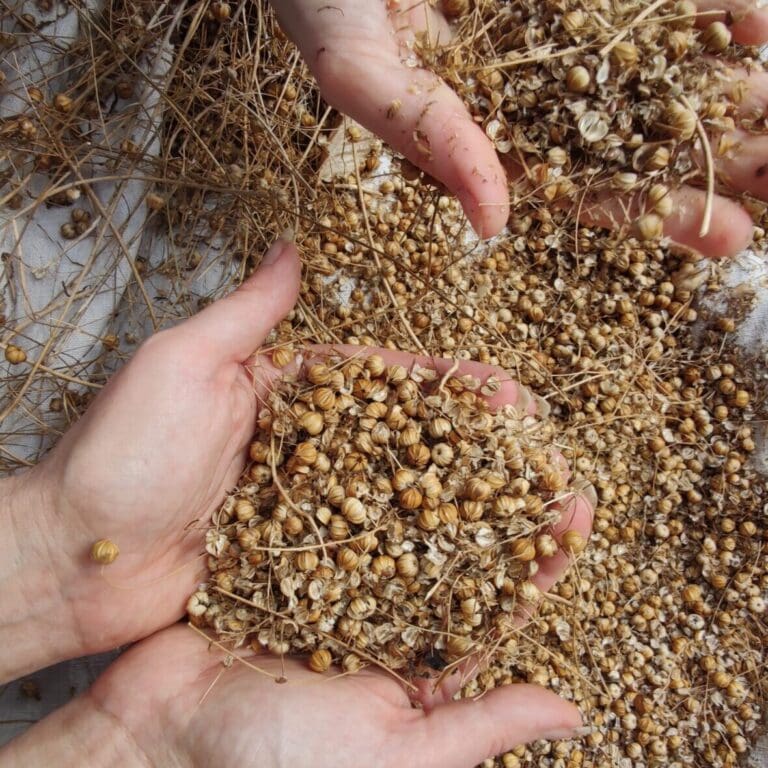 Hands holding a handful of linseed