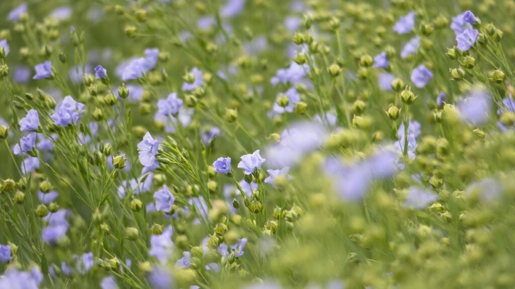 Flax field