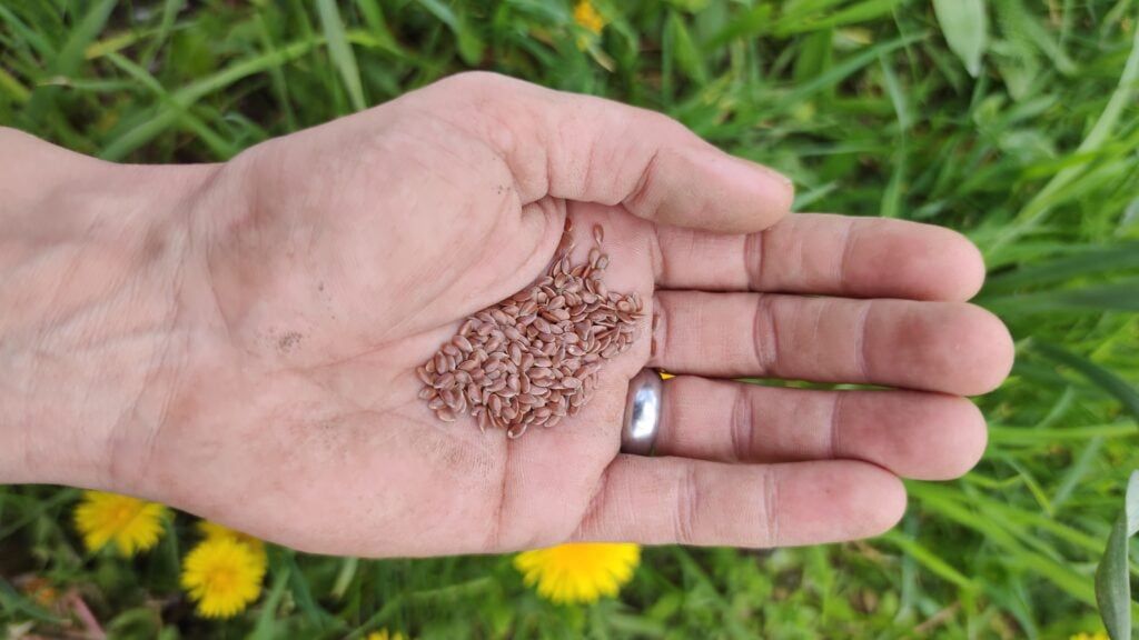 Linseed in one hand