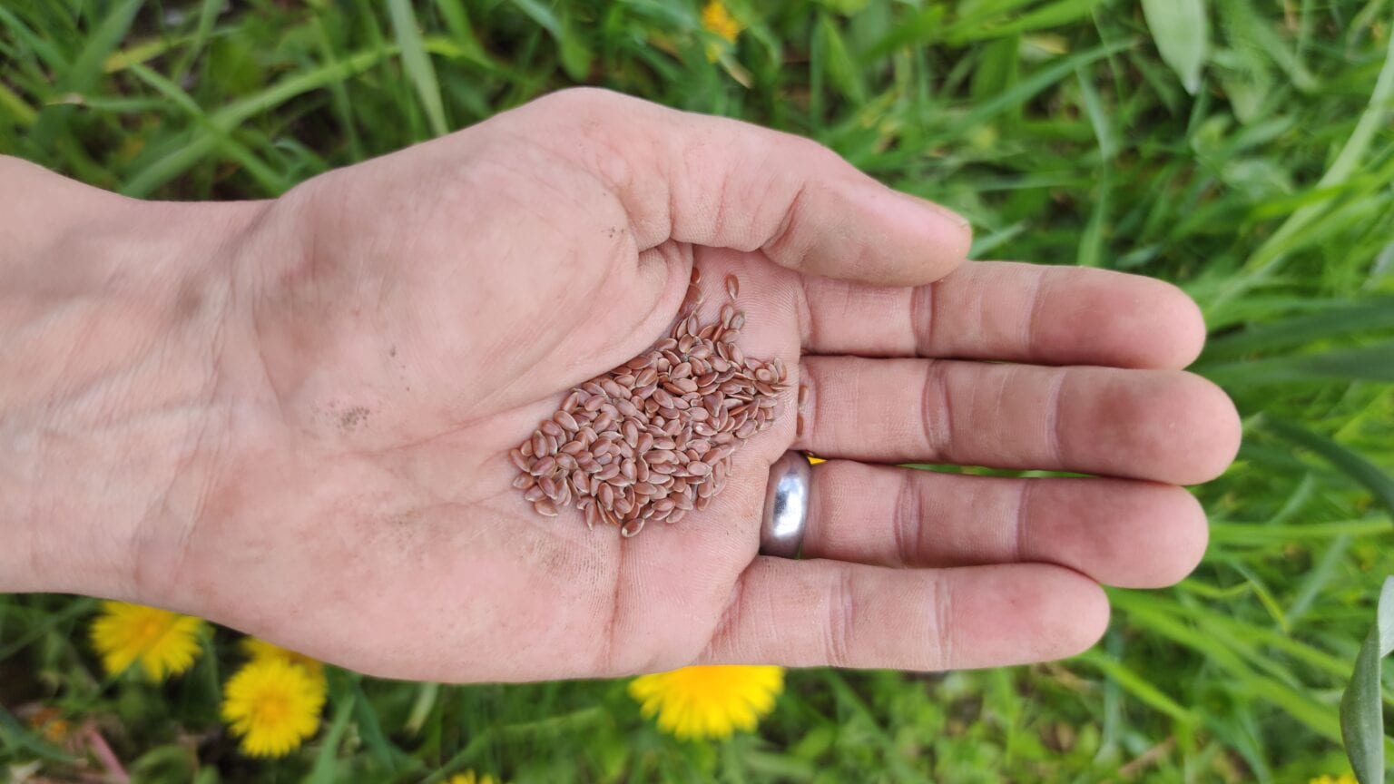 Linseed in one hand