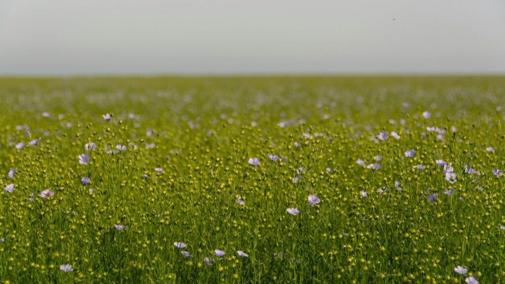 Pexels jan van der wolf 11680885 29850707 flachsfeld