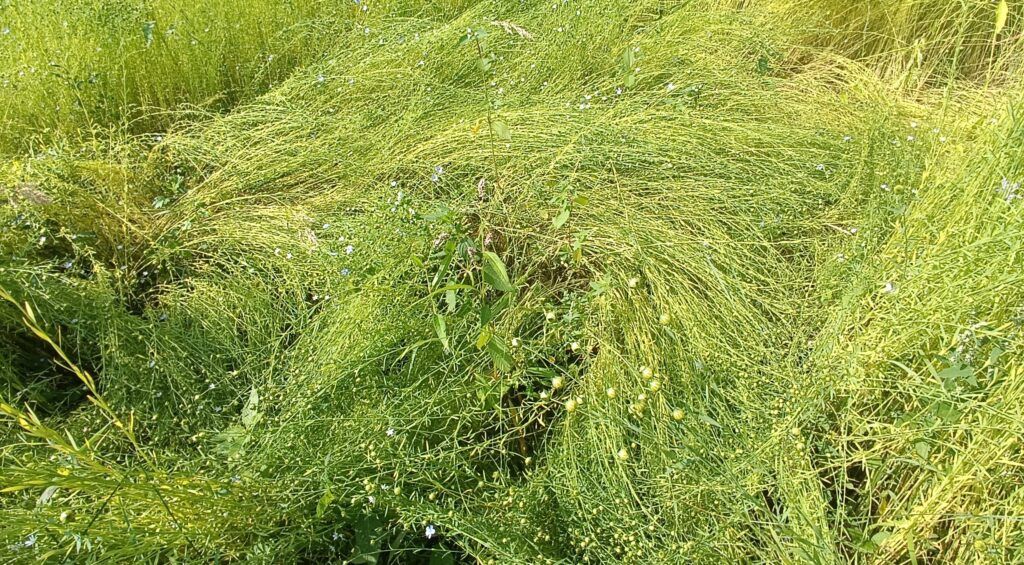 Img 20240710 094953 small