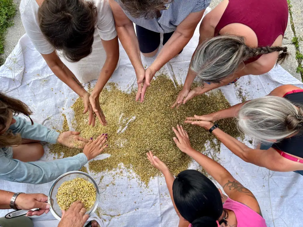 Frauen reinigen Leinsaat